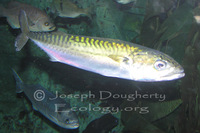 : Scomber japonicus; Pacific Mackerel