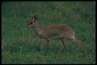 : Madoqua sp.; Dik-dik