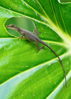 : Anolis fuscoauratus