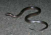 : Cryptophis nigrescens; Eastern Small-eyed Snake