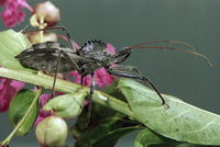 : Arilus cristatus; Wheel Bug