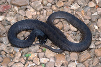 : Nerodia erythrogaster flavigaster; Yellow-bellied Water Snake