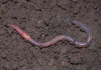 : Arctiostrotus perrieri; Earthworm