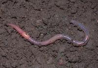 : Arctiostrotus perrieri; Earthworm
