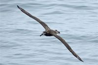 Black-footed Albatross. 14 October 2006. Photo by Earl Orf