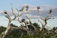 Pelecanus philippensis   Spot-billed Pelican photo