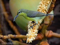 Olive-backed Sunbird (Female) Scientific name - Nectarinia jugularis