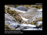 Spotted Sandpiper - Actitis macularia - Andarr