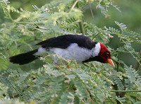 Yellow-billed Cardinal