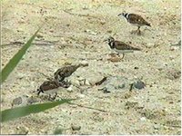 Ruddy Turnstones