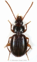 Trechus pilisensis
