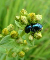 Chrysolina varians var. pratensis