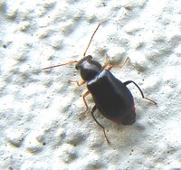 Ebaeus flavicornis