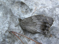 Hipparchia statilinus - Tree Grayling