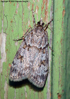 Scoparia basistrigalis