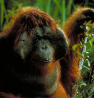 Bornean orangutan (Pongo pygmaeus)