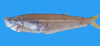 Odontognathus panamensis, Panama longfin herring: fisheries