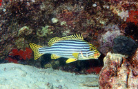 Plectorhinchus orientalis, Oriental sweetlips: fisheries, gamefish, aquarium