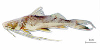 Brachyplatystoma vaillantii, Laulao catfish: fisheries