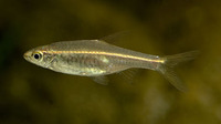 Rasbora pauciperforata, Redstripe rasbora: aquarium