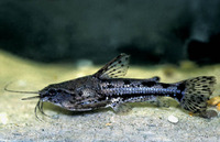Amblydoras hancockii, Blue-eye catfish: aquarium