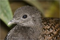 Mountain Peacock-Pheasant Polyplectron inopinatum