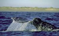 Image of: Eschrichtius robustus (gray whale)