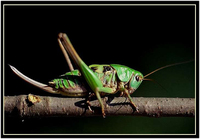 Decticus verrucivorus - Wart-biter