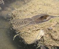 Anodonta anatina