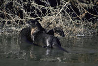 Image of: Lontra canadensis (northern river otter)