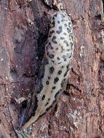 Limax maximus - Great Grey Slug