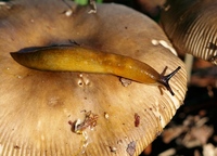 Malacolimax tenellus