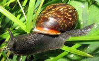 Arianta arbustorum - Copse Snail