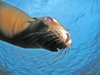 Image of: Zalophus californianus (California sea lion)