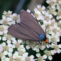 Image of: Ctenucha virginica