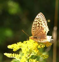 Image of: Speyeria cybele