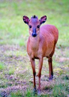 Cephalophus natalensis - Natal Red Duiker