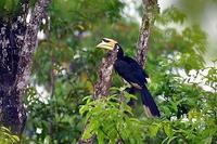 Image of: Anthracoceros albirostris (Oriental pied-hornbill)