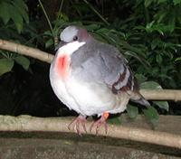 Image of: Gallicolumba luzonica (Luzon bleeding-heart)