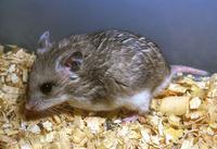 Cricetulus migratorius - Gray Dwarf Hamster