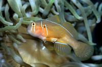 Gobiodon citrinus - Citron Goby