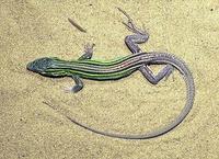 Image of: Cnemidophorus sexlineatus (six-lined racerunner)