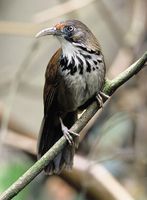 Black-necklaced Scimitar Babbler - Pomatorhinus erythrocnemis