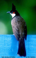 Red-whiskered Bulbul - Pycnonotus jocosus