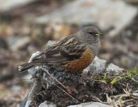 Alpine Accentor - Prunella collaris