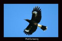 Pied Currawong