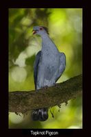 Topknot Pigeon