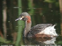 Australasian Grebe - Tachybaptus novaehollandiae