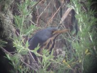 Dwarf Bittern - Ixobrychus sturmii