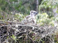 Great Philippine Eagle - Pithecophaga jefferyi